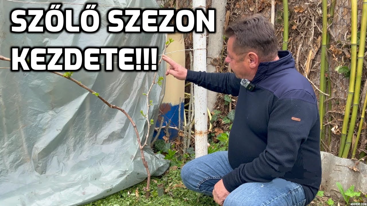HOGYAN NÉZ KI A SZŐLŐ KÜLÖNBÖZŐ TÉRSÉGEKBEN??? / Ébredezik a szőlő / MÉHEK KAPHATÓK MÁJUSTÓL!!!
