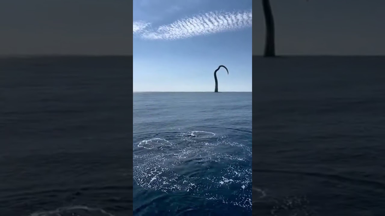Ocean Giants! 🐙 