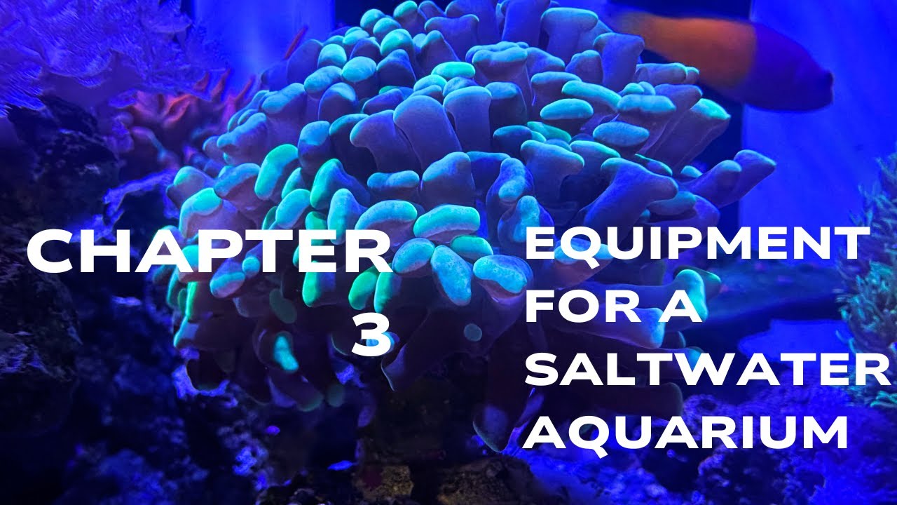 Chapter 3: Equipment for a Saltwater Aquarium