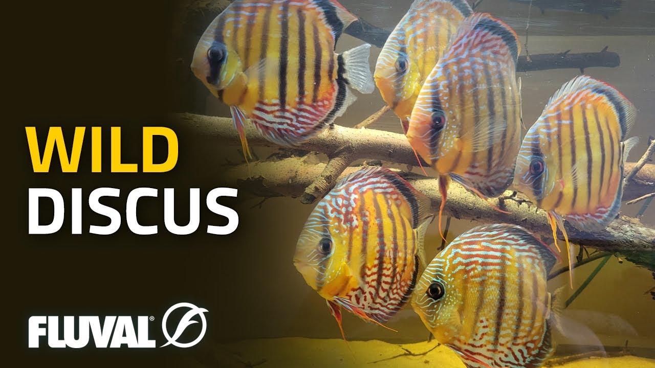 KEEPING WILD DISCUS | Introduction & Overview