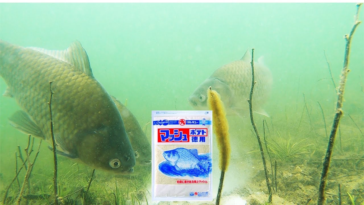 なぜ巨ベラ釣りにはマッシュポテトが有効なのか！！？【へらぶな釣り】