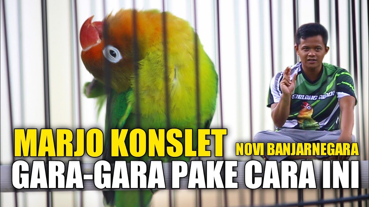 BONGKAR RAHASIA - MARJO JADI KONSLET PAKE CARA INI - SPECIAL NOVI BANJARNEGARA