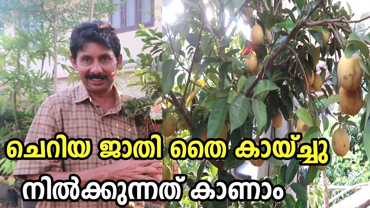 ജാതി കൃഷി ചെയ്യാൻ സമയമായി  Jathi Kirshi Nutmeg Farming Kerala