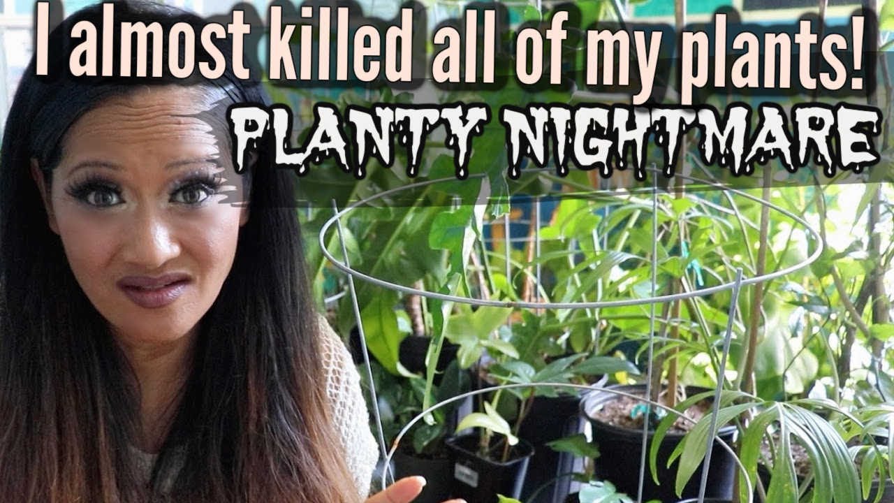 I ALMOST KILLED ALL OF MY PLANTS!  Houseplant Horror Story,  Collective Plants, Aroids