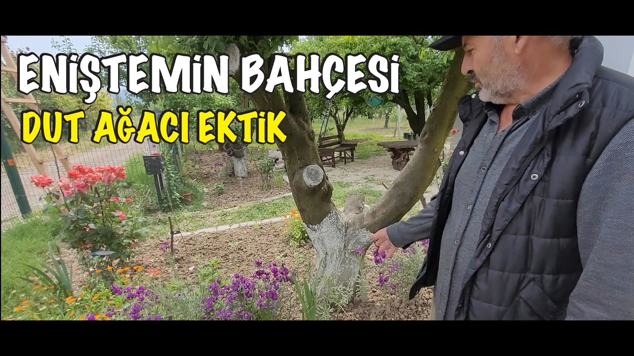 ENİŞTEMİN BAHÇESİ DUT AĞACI EKTİK (SAKARYA)