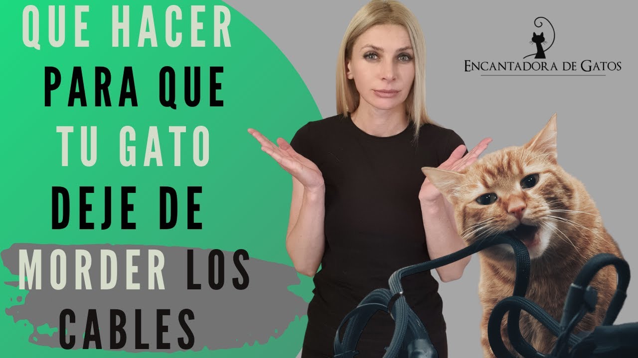 ¿TU GATO MUERDE LOS CABLES? ¡CUIDADO, ES PELIGROSO! pero tiene solución | Encantadora de Gatos
