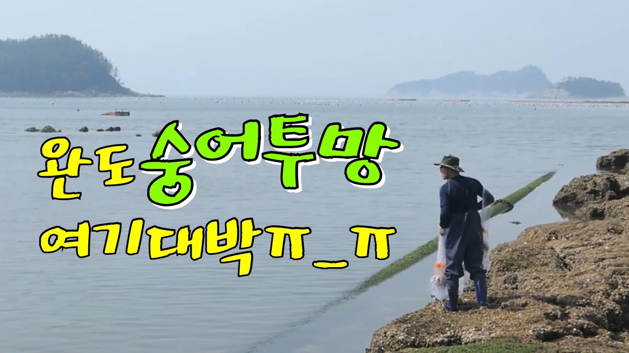 숭어가 여기 다있었네_숭어투망 여기대박ㅠㅠ :  rede de pesca 投網 throw a cast net