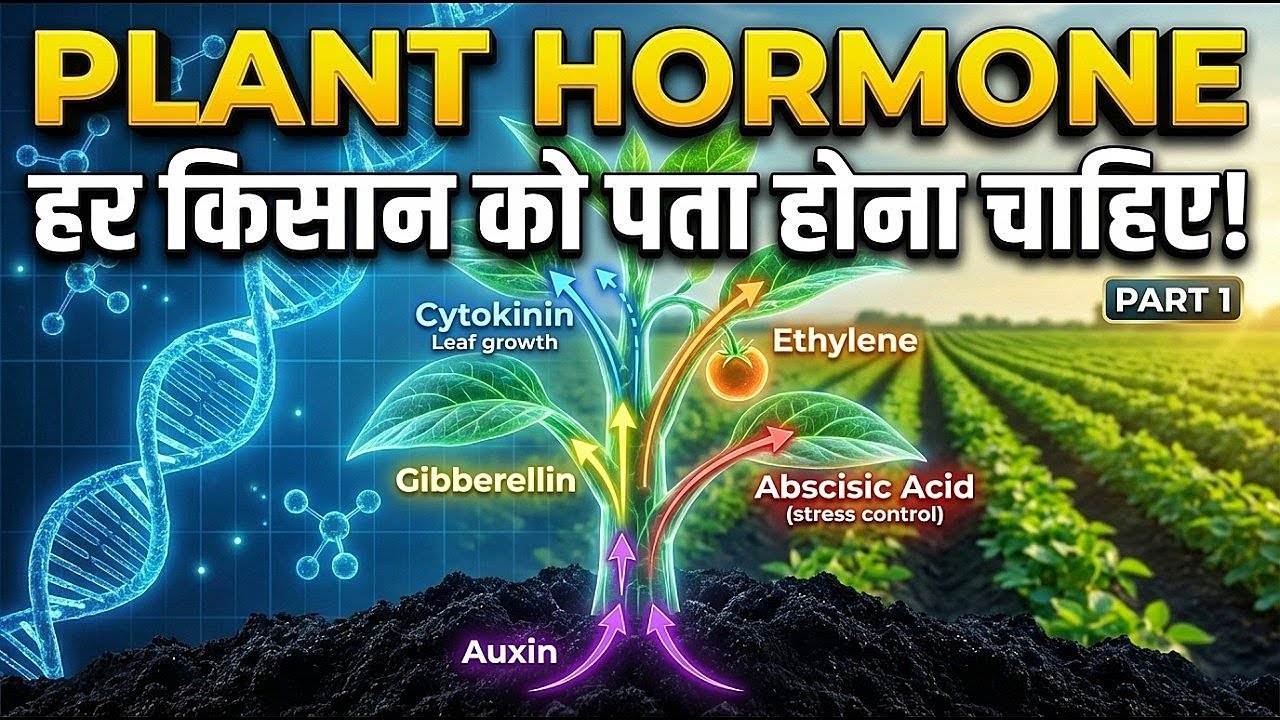 Plant Hormones क्या होता है ?|| पौधा के लिए हार्मोन क्यों जरूरी है? (Auxin, GA3, Ethylene, ABA)