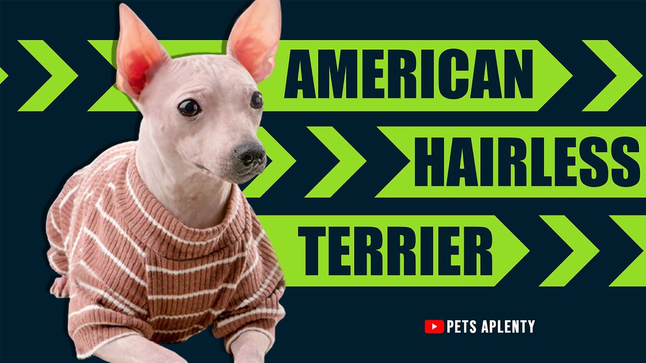 Amerykański terier bezwłosy &ndash; wyjątkowa rasa o wyjątkowym wyglądzie