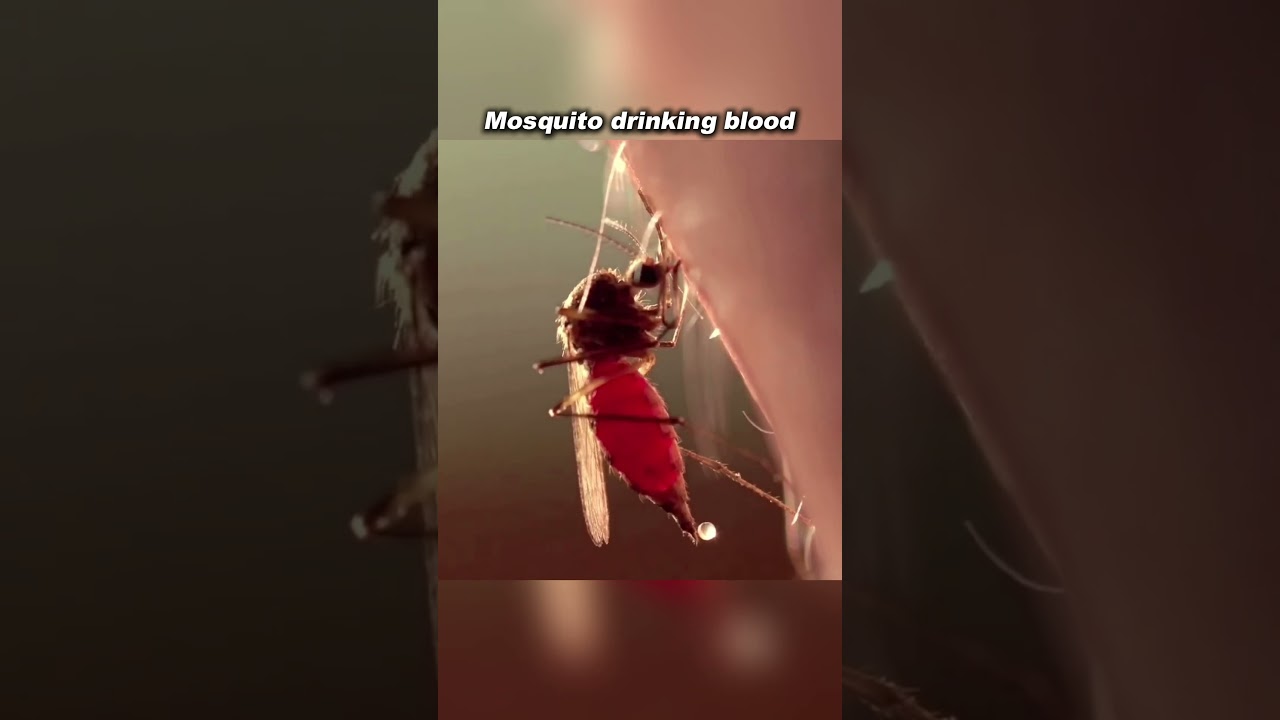 Mosquito drinking blood