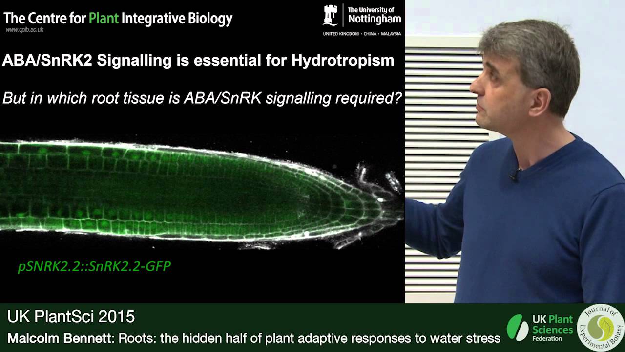 Malcolm Bennett. Roots: The hidden half of plant adaptive responses to water stress