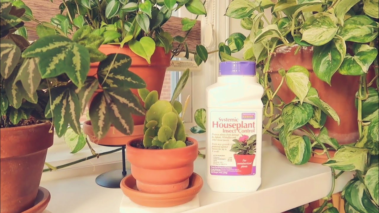 Houseplant Maintenance - Adding Systemic To My Plants🪴