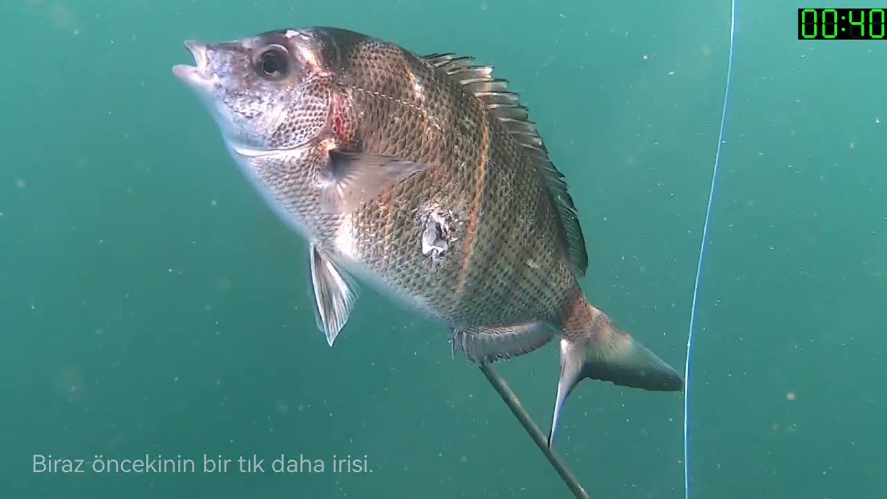 zıpkınla balık avı ve güzel bir tarif spearfishing sinop