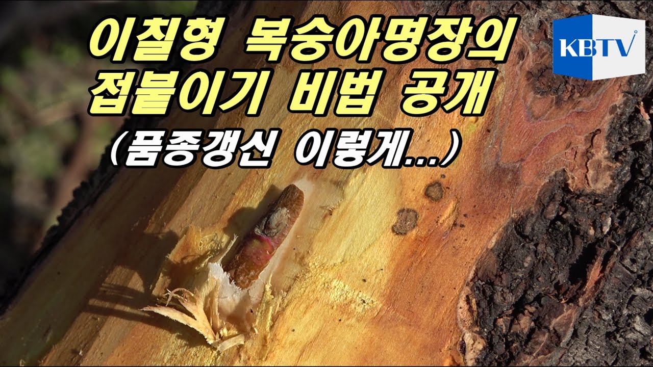 이칠형 복숭아 고수의 접붙이기 비법 공개