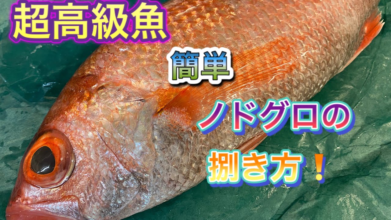 簡単❗️ノドグロ（アカムツ）の捌き方‼️ #ノドグロ　#アカムツ　#ノドグロの捌き方