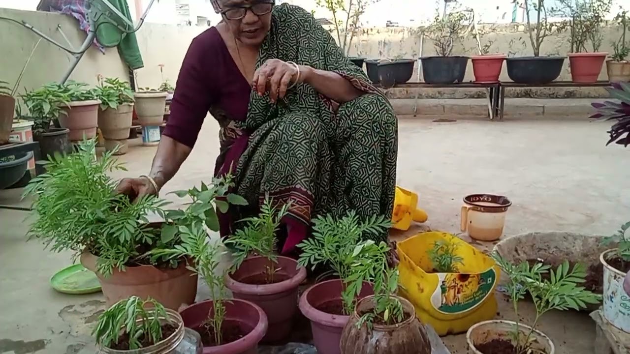 Repotting banti in my garden #banti #garden#repotting#fun#terracegardening@MVimala2025