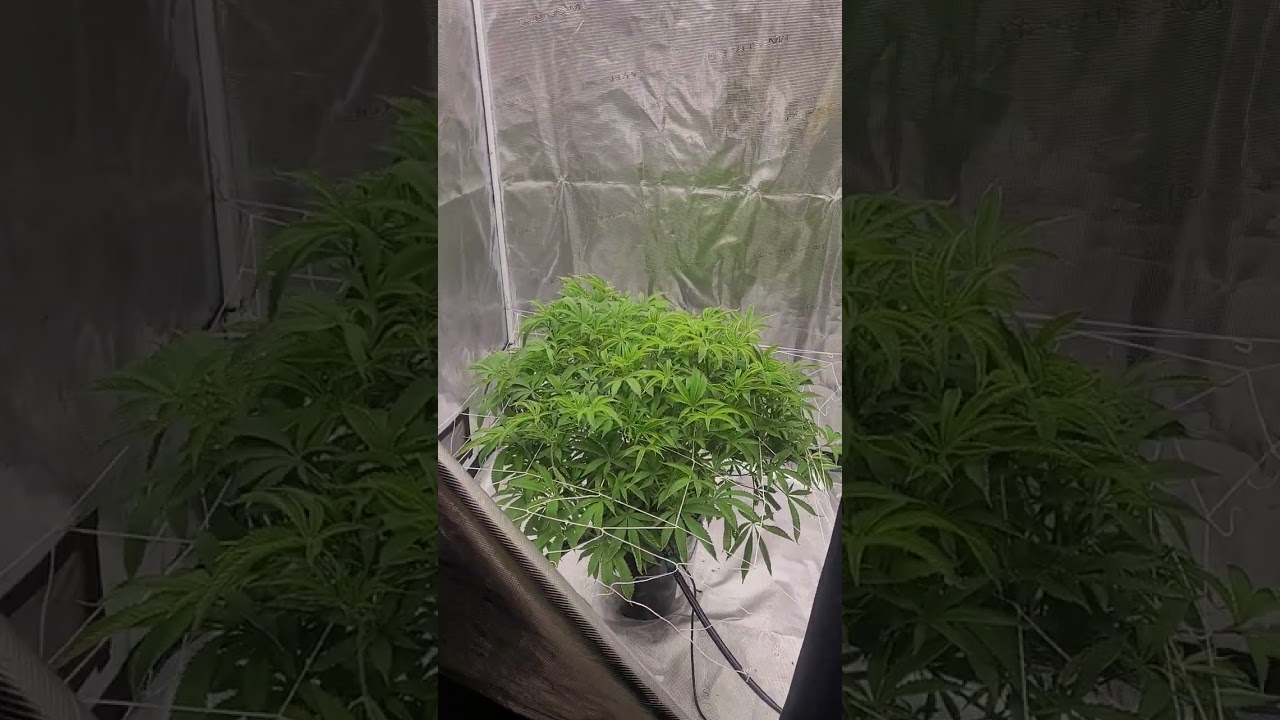 G roll square 1 genetics day 1 flower 🧙&zwj;♂️🔥💨💚
