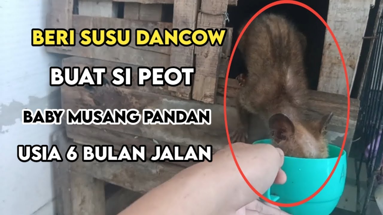 BUSET KEHAUSAN BANGET 😯 BERI SUSU DANCOW BUAT SI PEOT #hakhofamily #musangpandan 