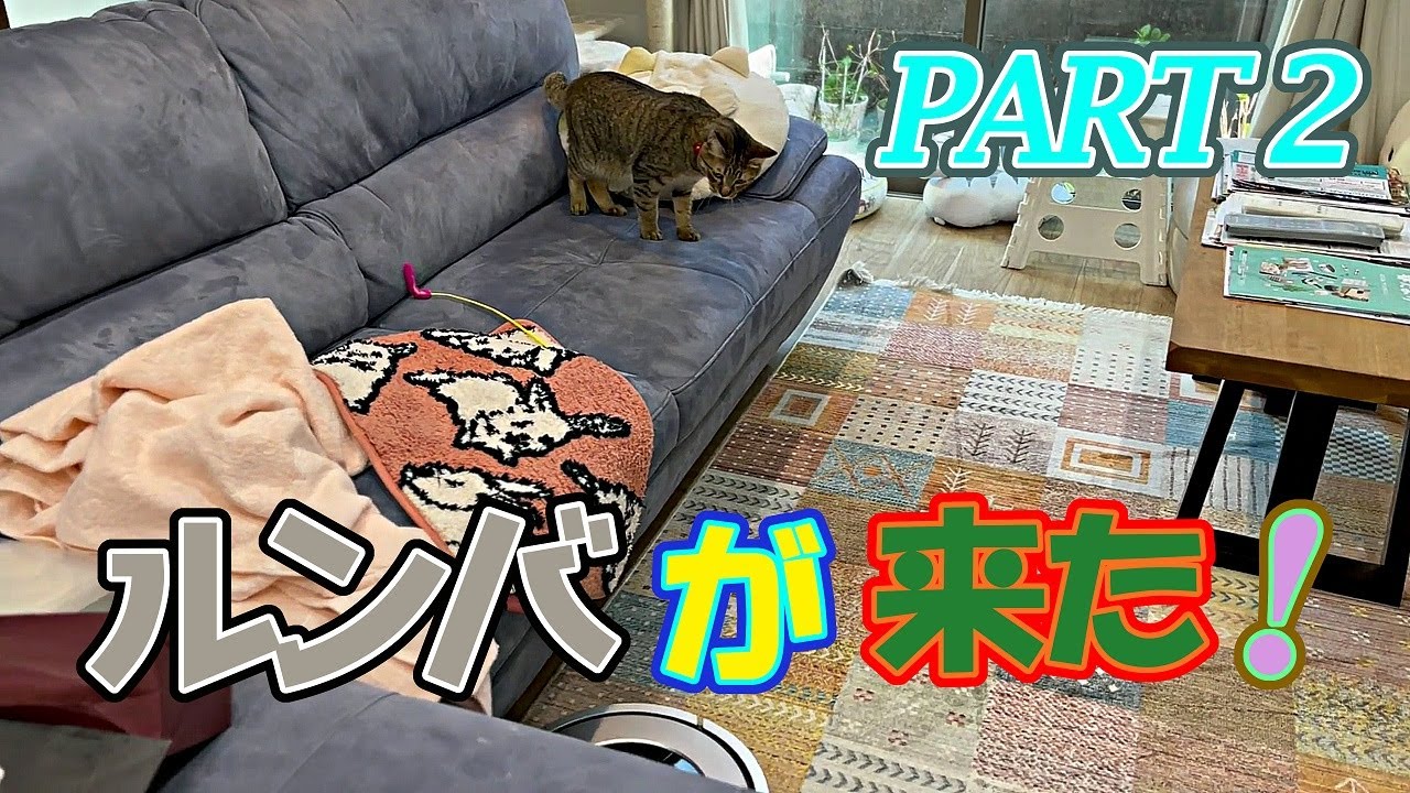 ルンバが来た！？（中編）