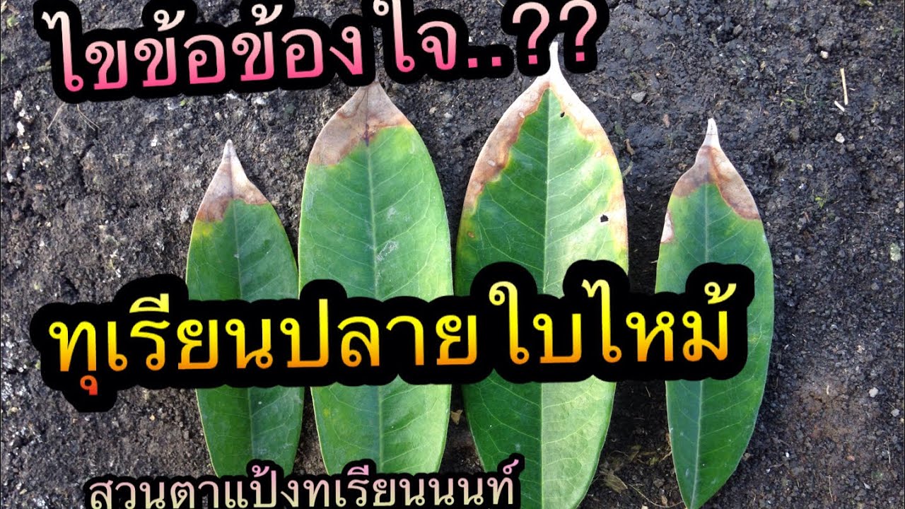ไขข้อข้องใจ ทุเรียนใบไหม้ สวนตาแป้งทุเรียนนนท์