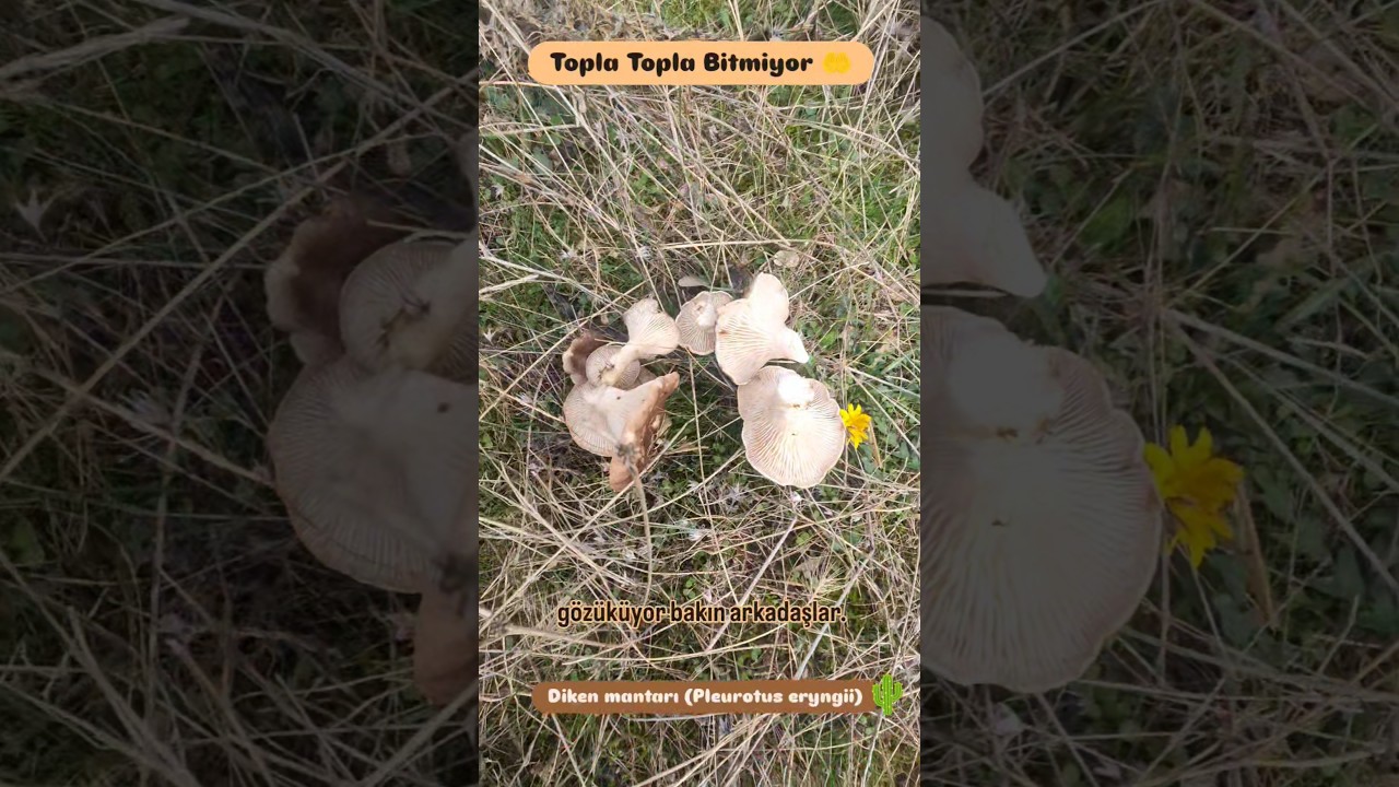 Dikenlerin Arasında Diken Mantarı Toplamak. Kulacık / Pleurotus eryngii / Karakulak Mantarı