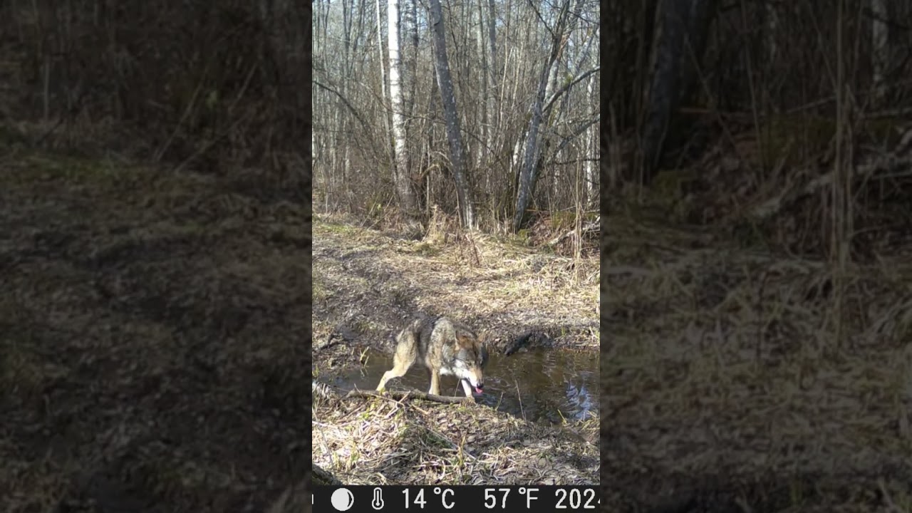 Vilks #vilki #wolf #predator #trailcamera #latvija