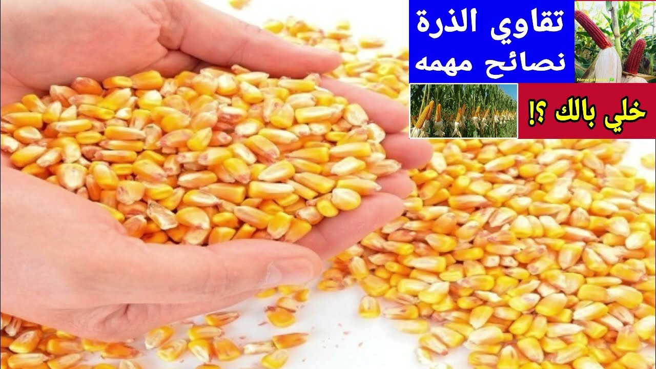 اعرف كل شئ عن تقاوي الذرة الشامية الفرق بين الهجين الفردي والهجين الثلاثي ونصائح هامة