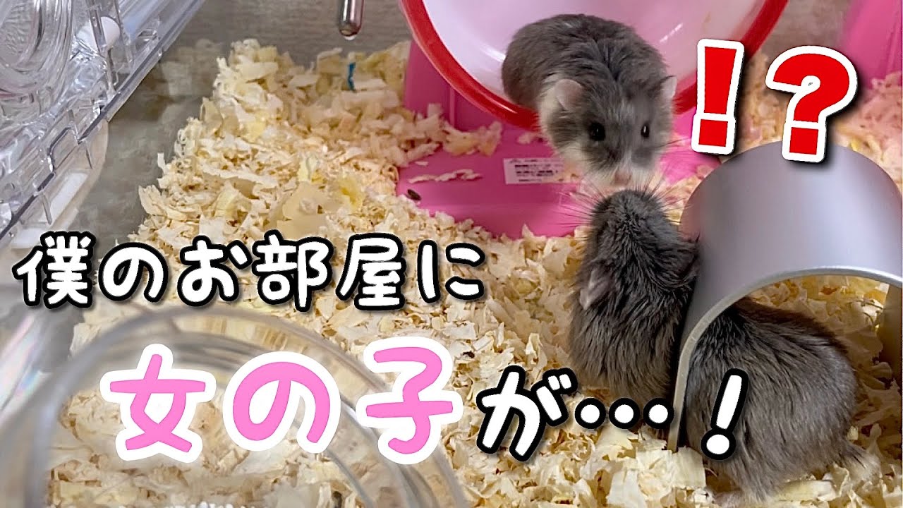 となりの気になるあのコが遊びにきた【初めてのお見合い】