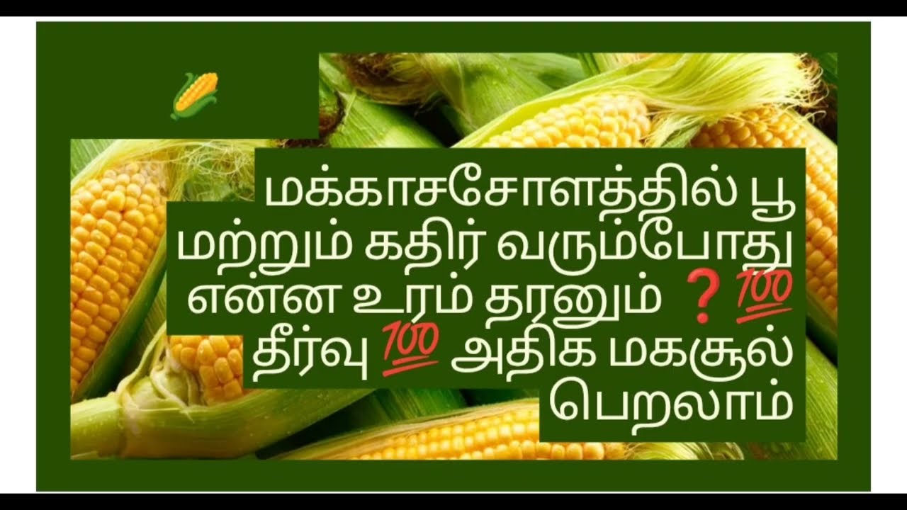 மக்காசசோளத்தில்🌽 பூ மற்றும் கதிர் வரும்போது  என்ன உரம் தரனும் ❓💯 தீர்வு 💯 அதிக மகசூல் பெறலாம்👍