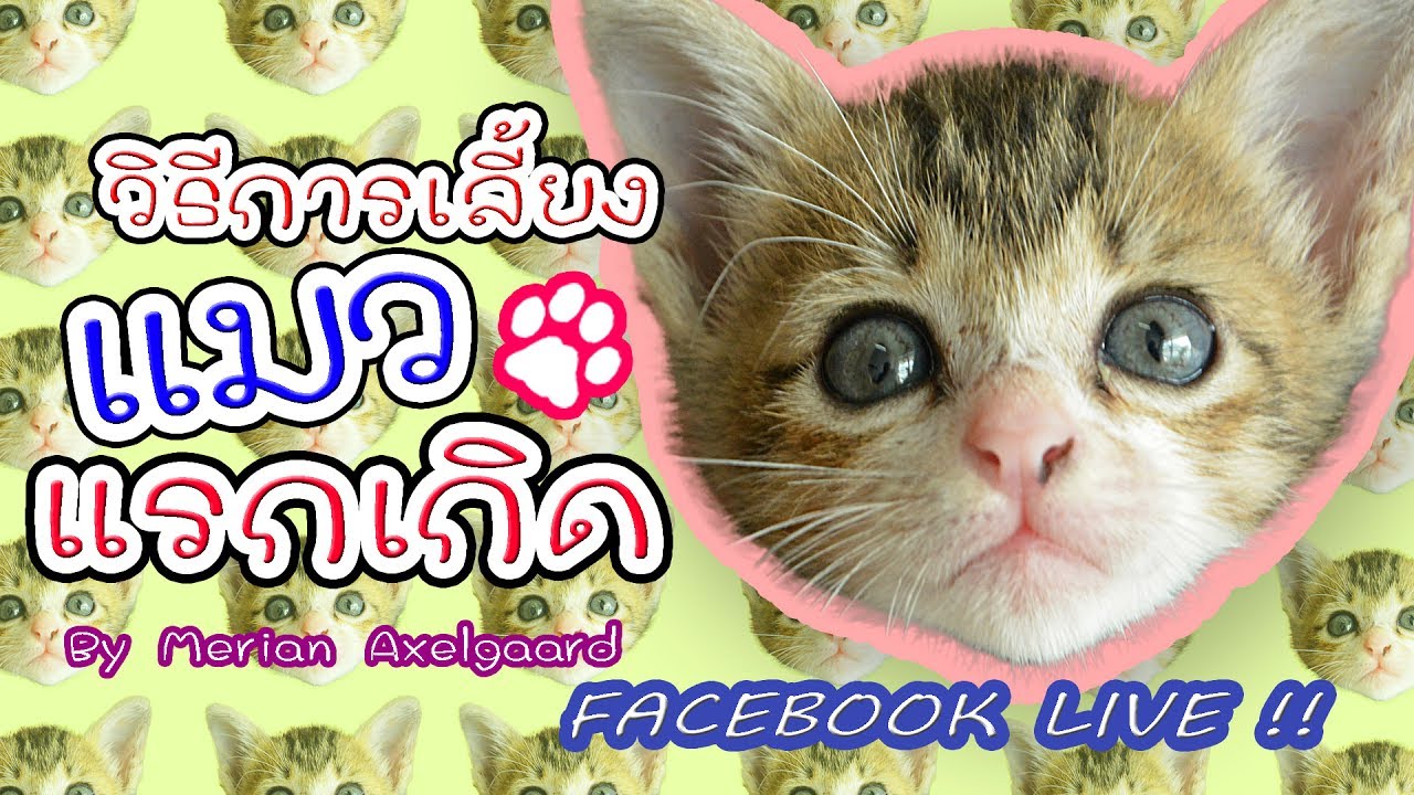 Merian Axelgaard # FB LIVE 19/7/2017 (สอนวิธีการเลี้ยงแมวแรกเกิด)