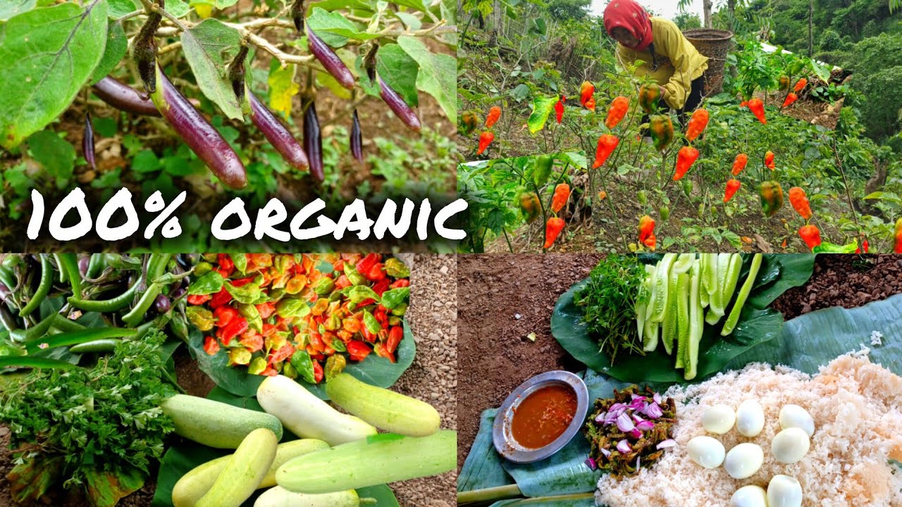Tangkhul Naga family village life in Manipur/collecting vegetables from farm/eating lunch/organic