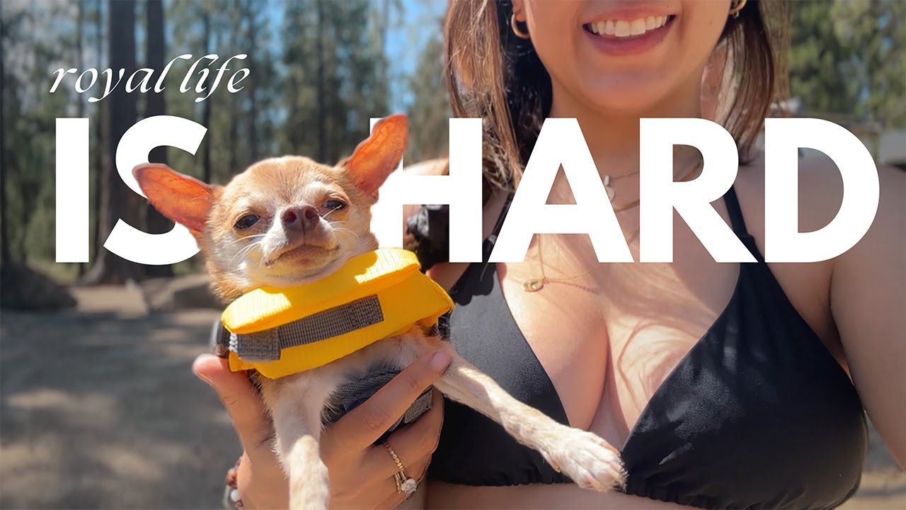 A Day in the Life of a Royal Chihuahua (VANLIFE EDITION)