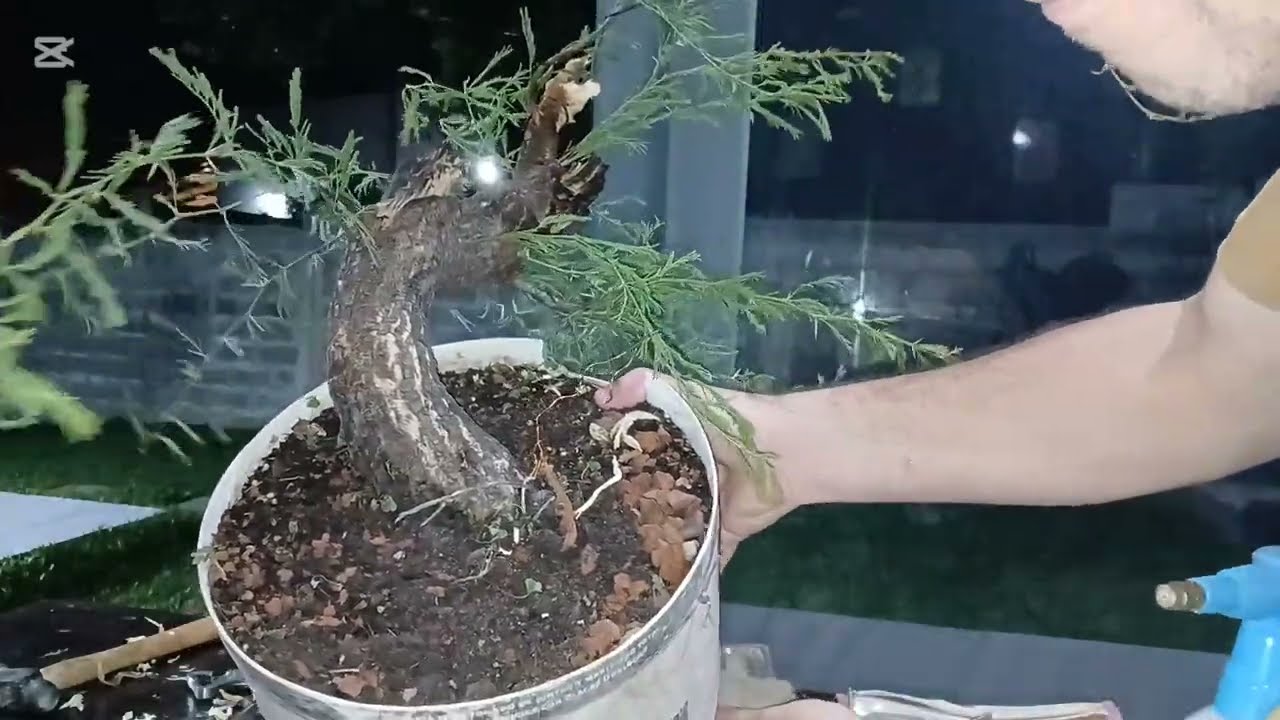 Madera Muerta yamadori espinillo.