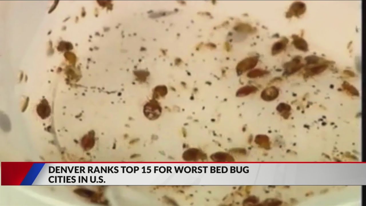 Denver among worst cities for bed bugs