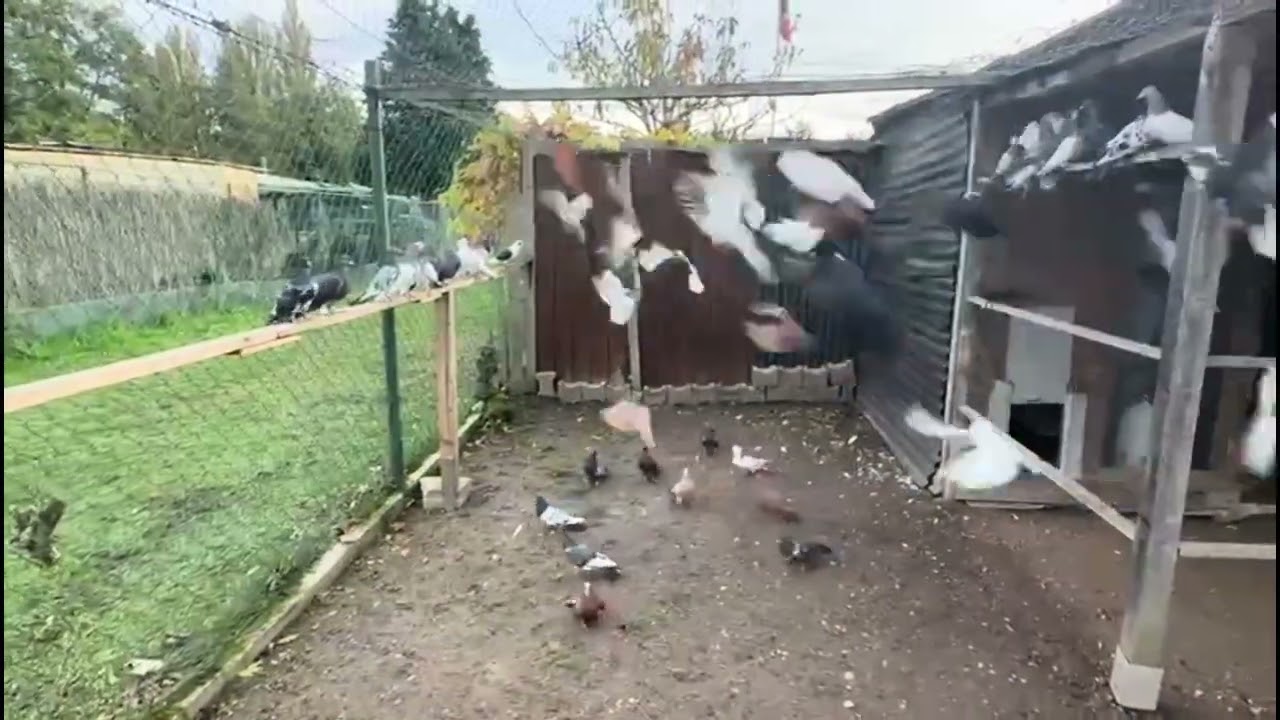 طيور عراقية في المانيا 🕊️