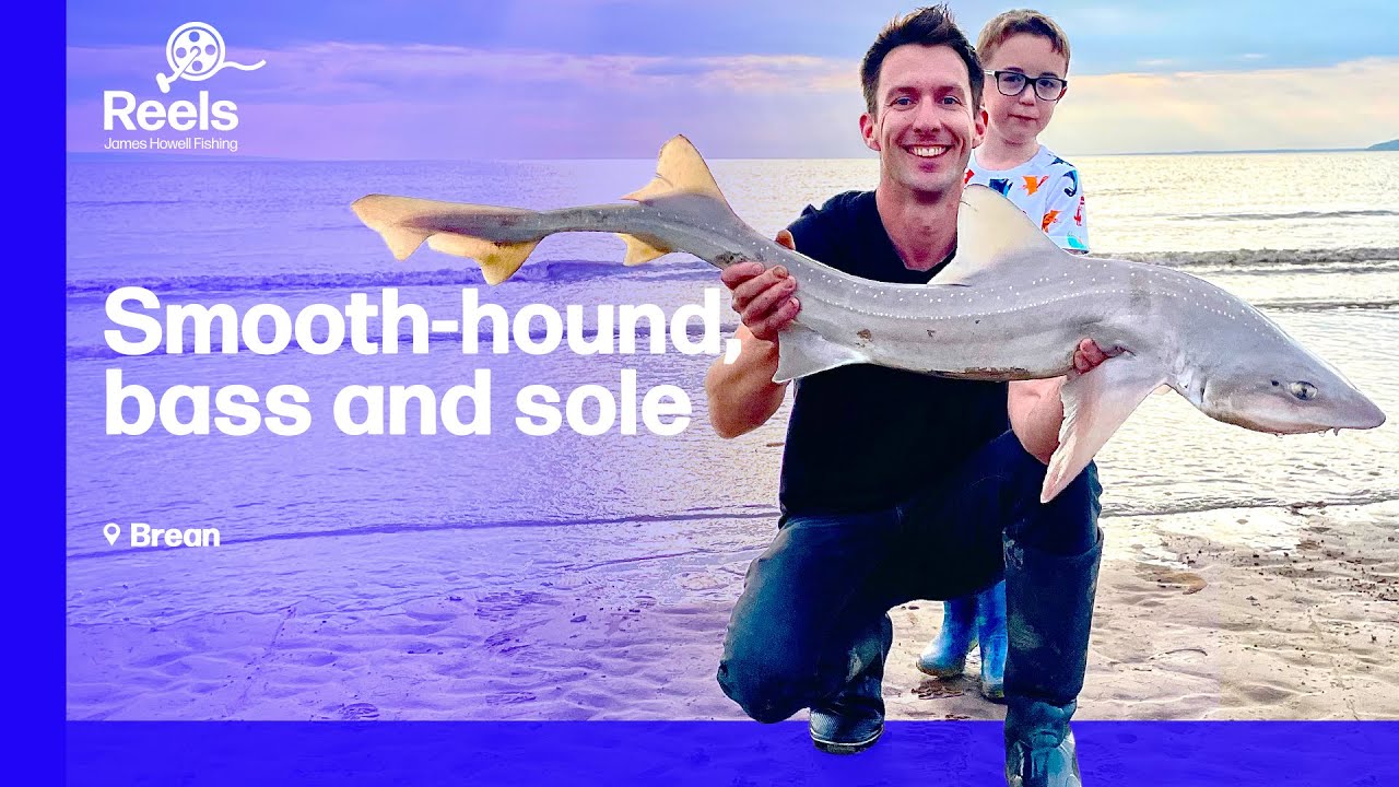 Smooth-hound, bass and dover sole. Sea fishing at Brean, Somerset, UK