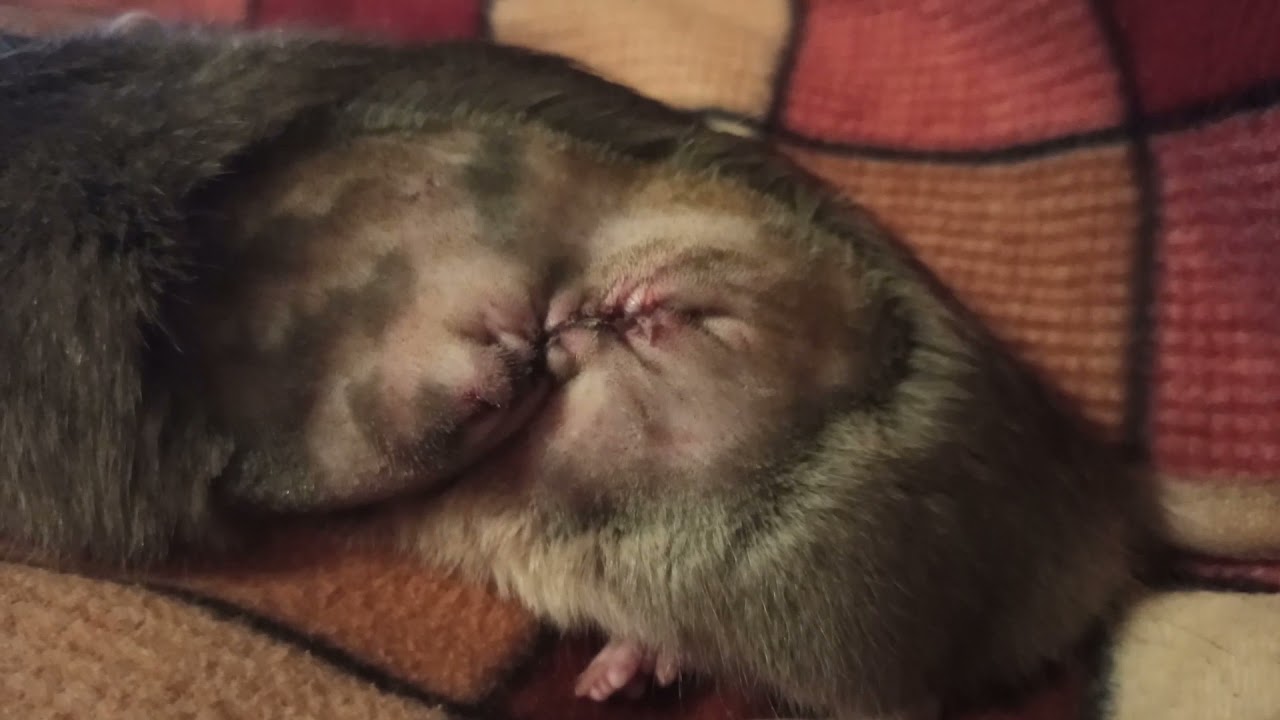 RIP MY BEST RAT 
