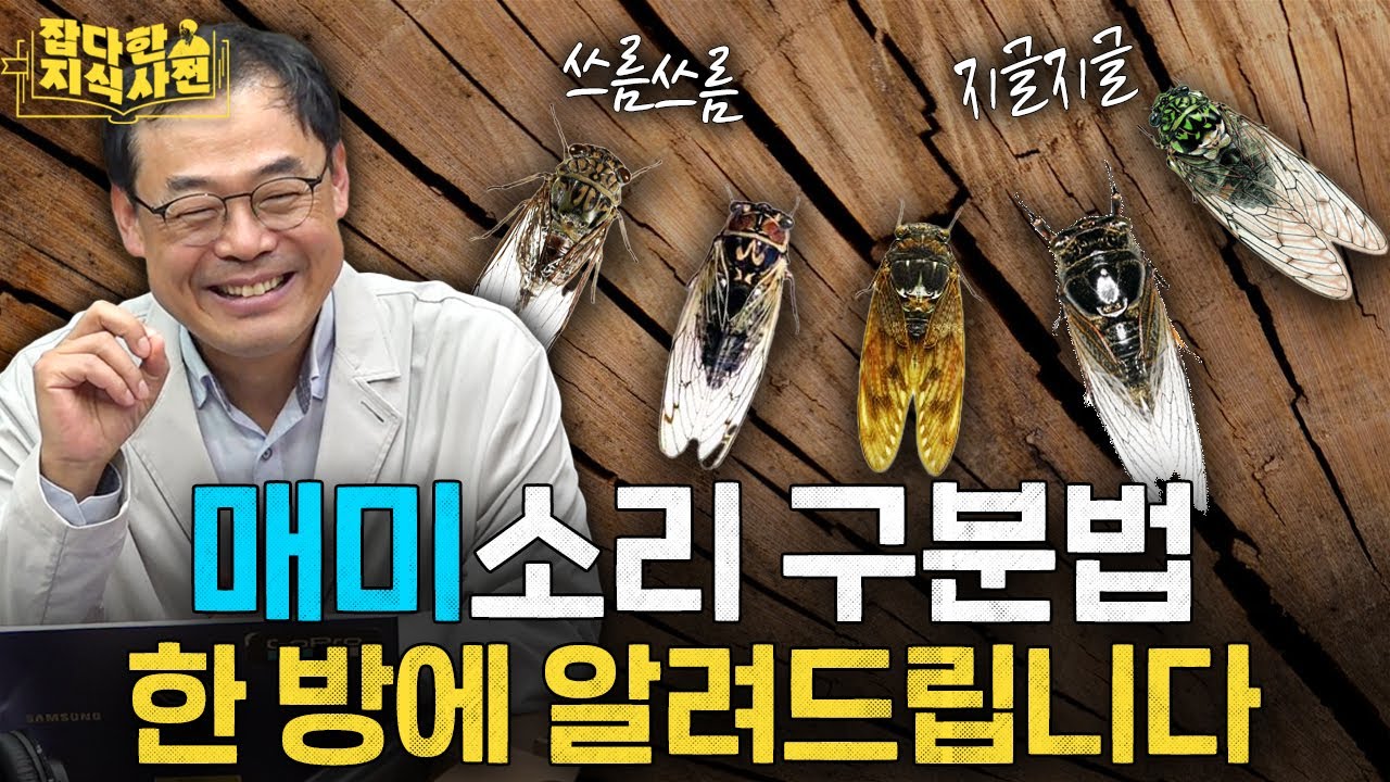 아침잠 깨우는 참매미의 눈물겨운 사연