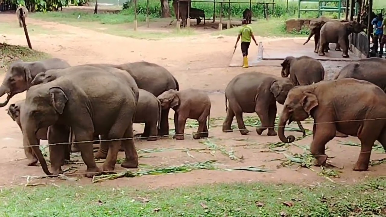 From udawalawa eliphant orphanage 