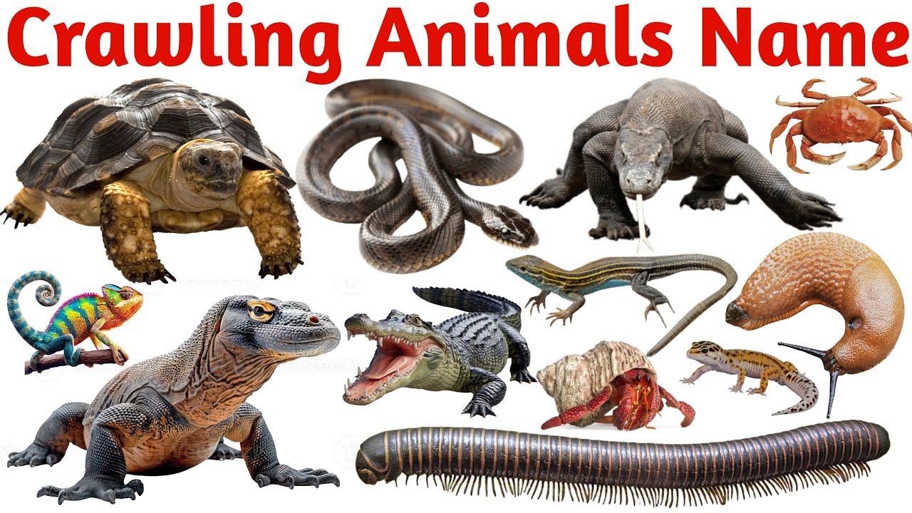 Learn 20 Crawling Animals Names in English | Fun Learning Video for Kids with Pictures