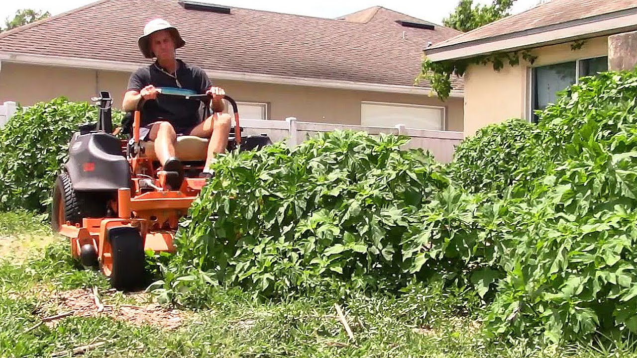 Lawn care vlog #17 Crazy Thick back yard!