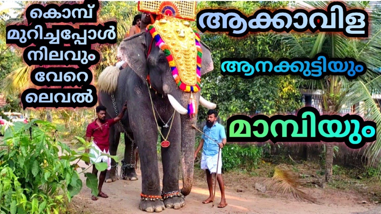 ആക്കാവിള വിഷ്ണുനാരായണനും മാമ്പിയും. Akkavila vishnunarayanan Mambi
