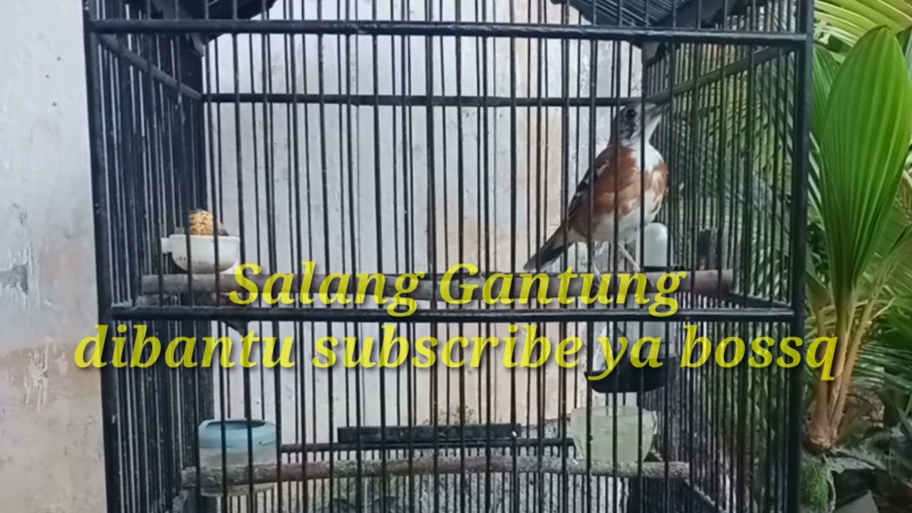 Anis Cendana gacor terus siang malam