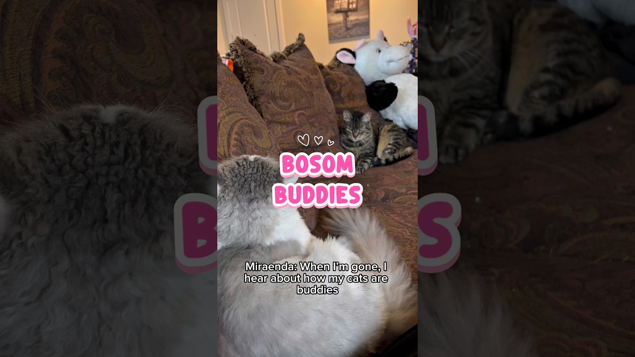 Przyjaciele z Bosom