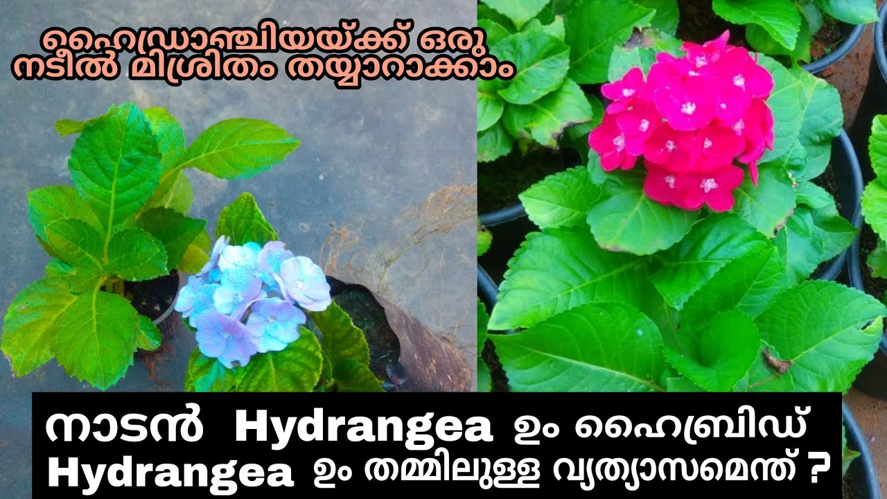 Hydrangea Repoting methode/difference between ordinary hydrangea and hybrid hydrangea/ ഹൈബ്രാഞ്ചിയ
