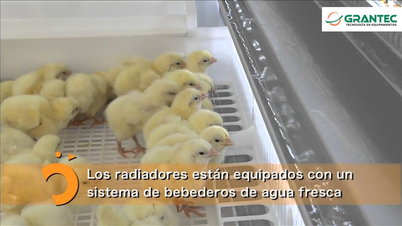 HatchTech -  HatchBrood