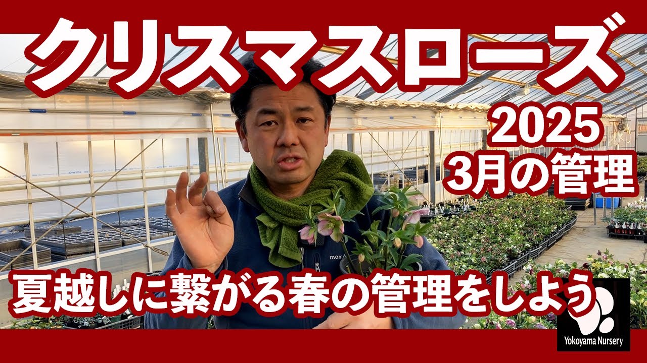 クリスマスローズ 3月の管理　◆横山園芸 公式◆【2025】