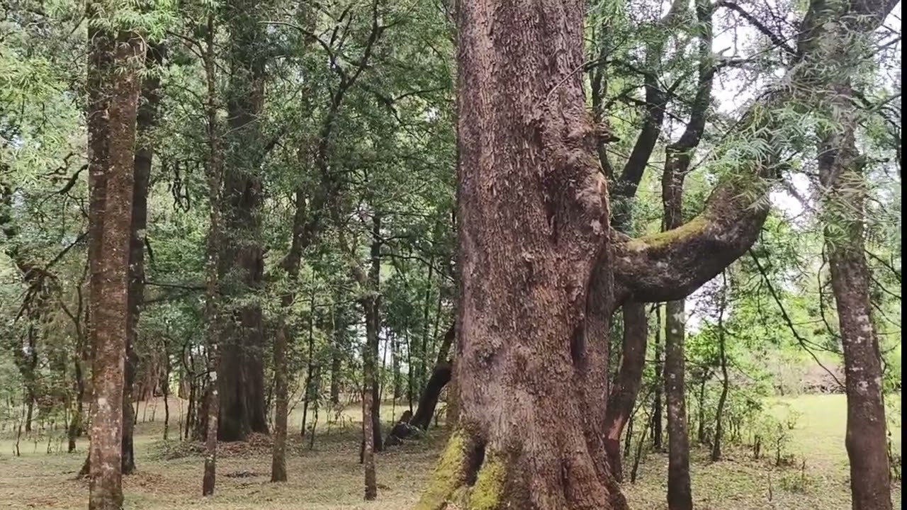 Untitled video
