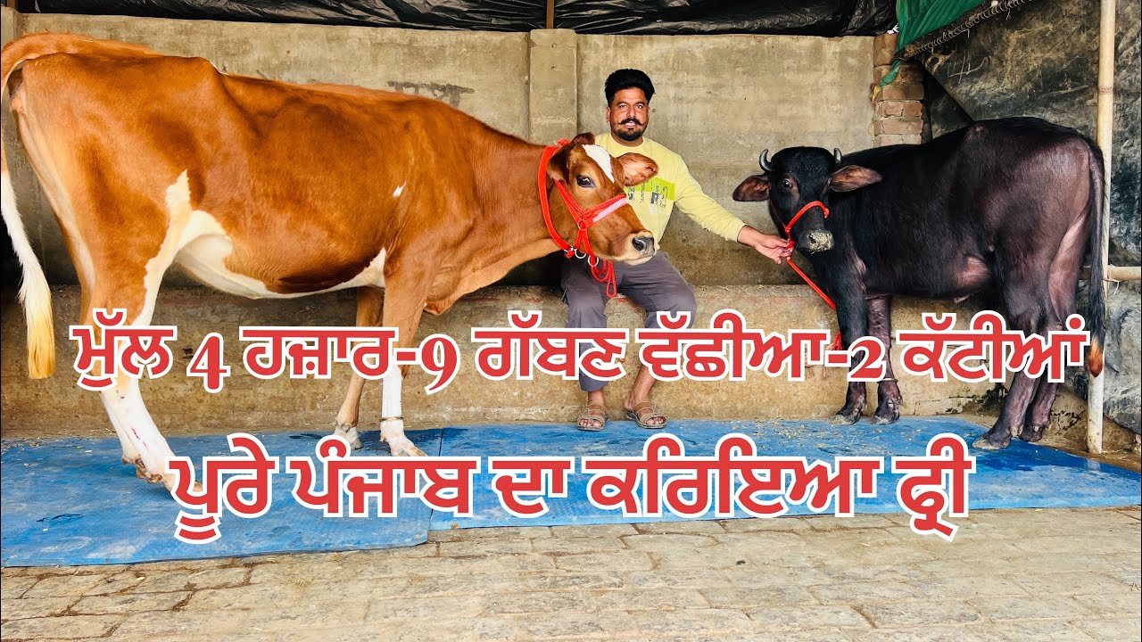 ਮੁੱਲ 4 ਹਜ਼ਾਰ ਤੋ ਸ਼ੁਰੂ 🔥2 ਕੱਟੀਆਂ-9 ਗੱਬਣ ਵੱਛੀਆ-11 heifer for sale #brardairyfarmmoga 