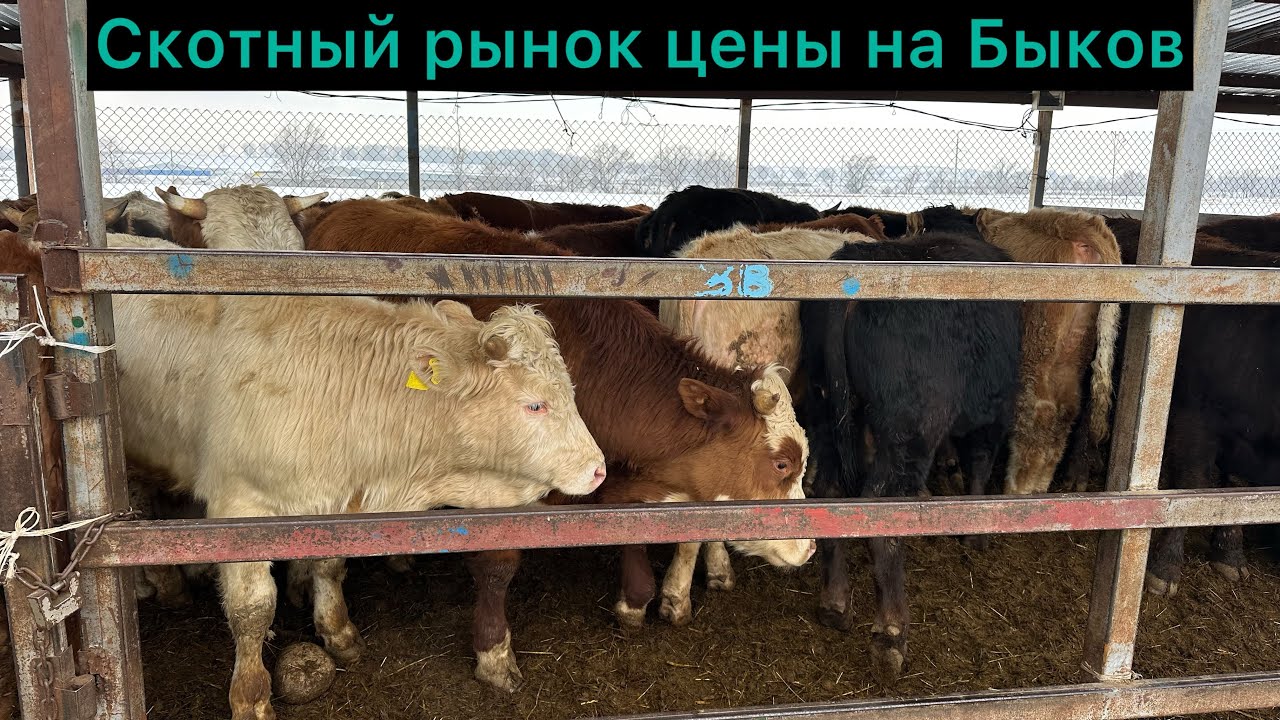 Скотный рынок, цены на Быков. Алматинская область село. Узын Агаш 19.01.25 г.